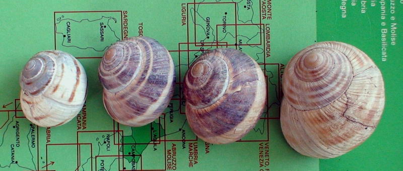 Variazioni in Helix ligata